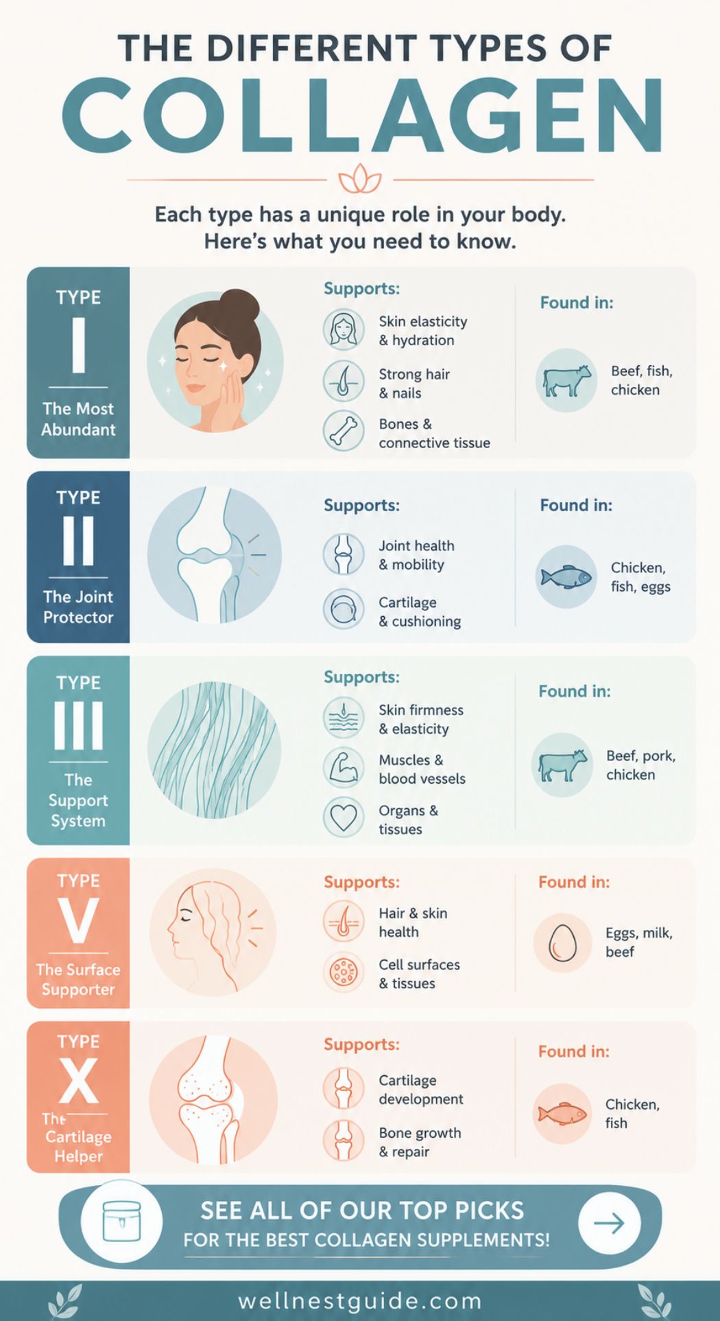 Infographic describing five types of collagen, their functions, and sources. Includes illustrations of people, joints, blood vessels, skin, and cartilage, plus images of beef, chicken, fish, eggs—and highlights the best collagen supplements.